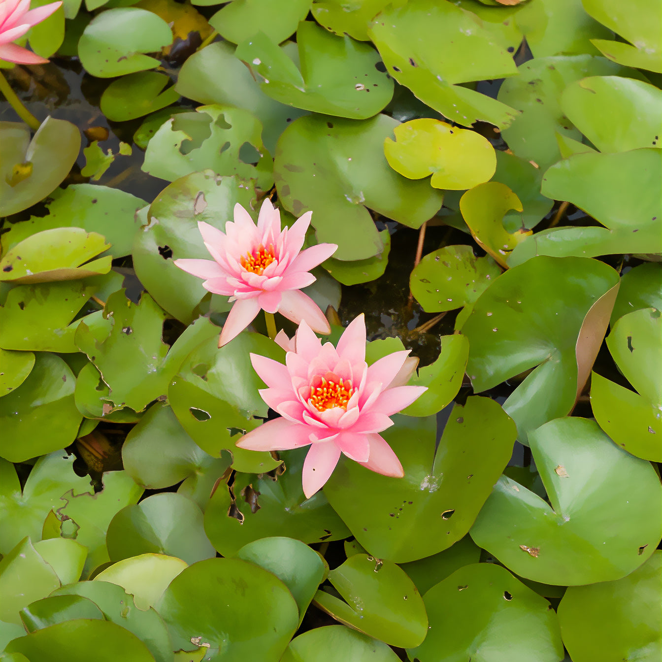 Bakker Plantes de bassin Nénuphar Colorado pot 11cm saumon