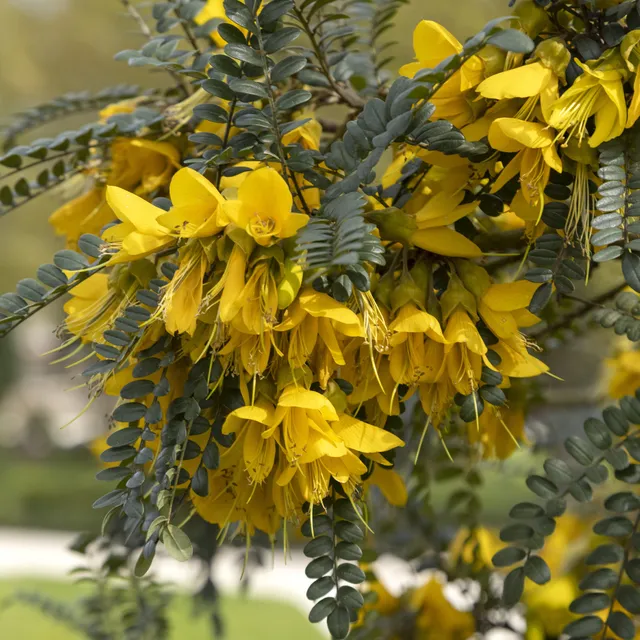 Bakker Sophora Sun King arbuste pot 3L fleurs jaunes hiver