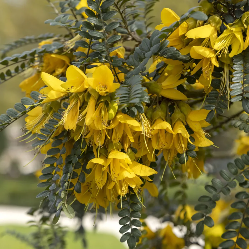 Bakker Sophora Sun King arbuste pot 3L fleurs jaunes hiver