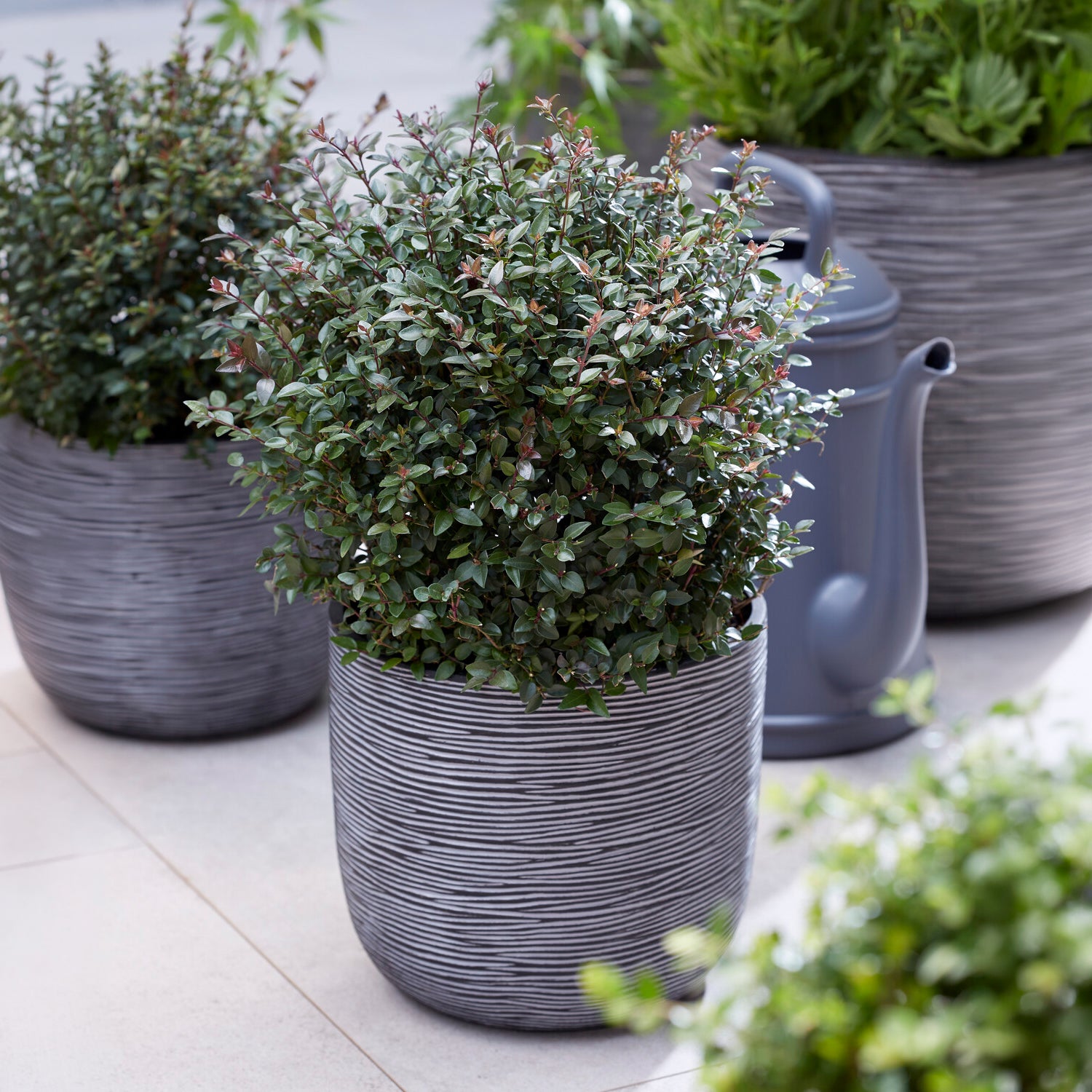 Bakker Chèvrefeuille Purple Storm arbustif persistant pot 4.5L violet