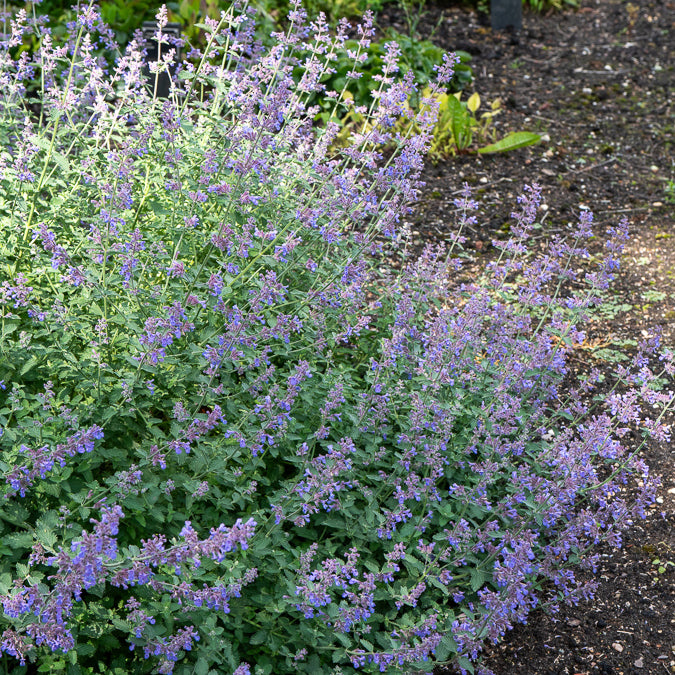 Bakker Dropmore nepeta plante vivace pot 9cm violet