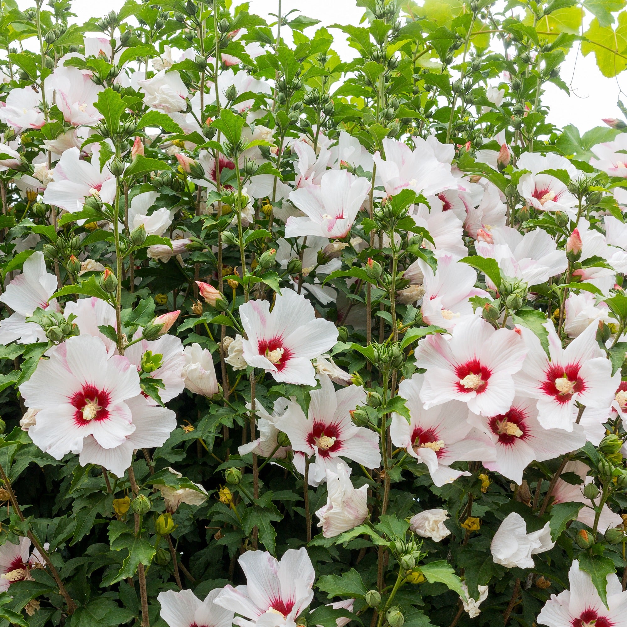 Bakker Hibiscus sur tige blanc-rouge arbuste pot 4L