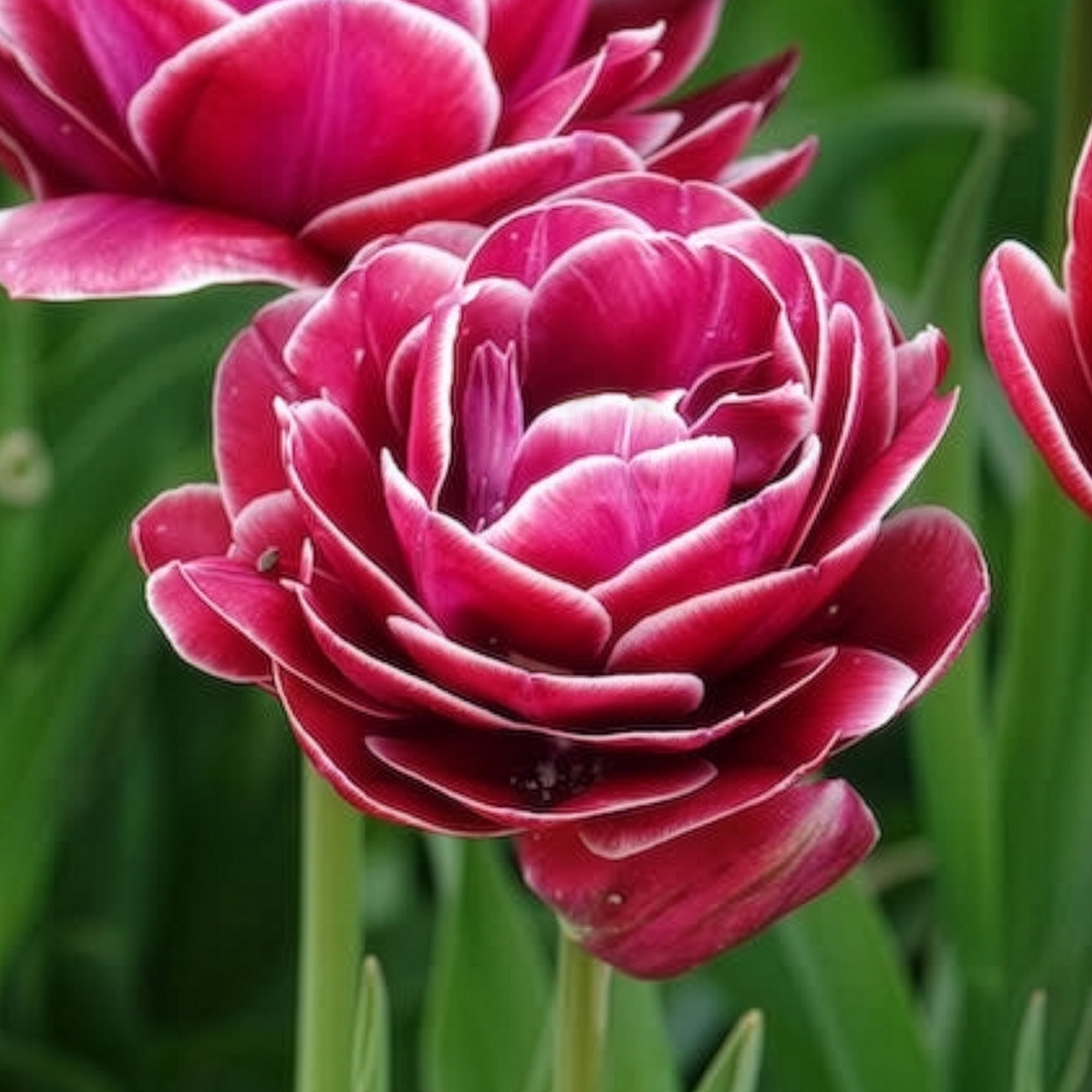 Bakker Tulipe Dream Touch bulbes sachet 7 roses pivoine