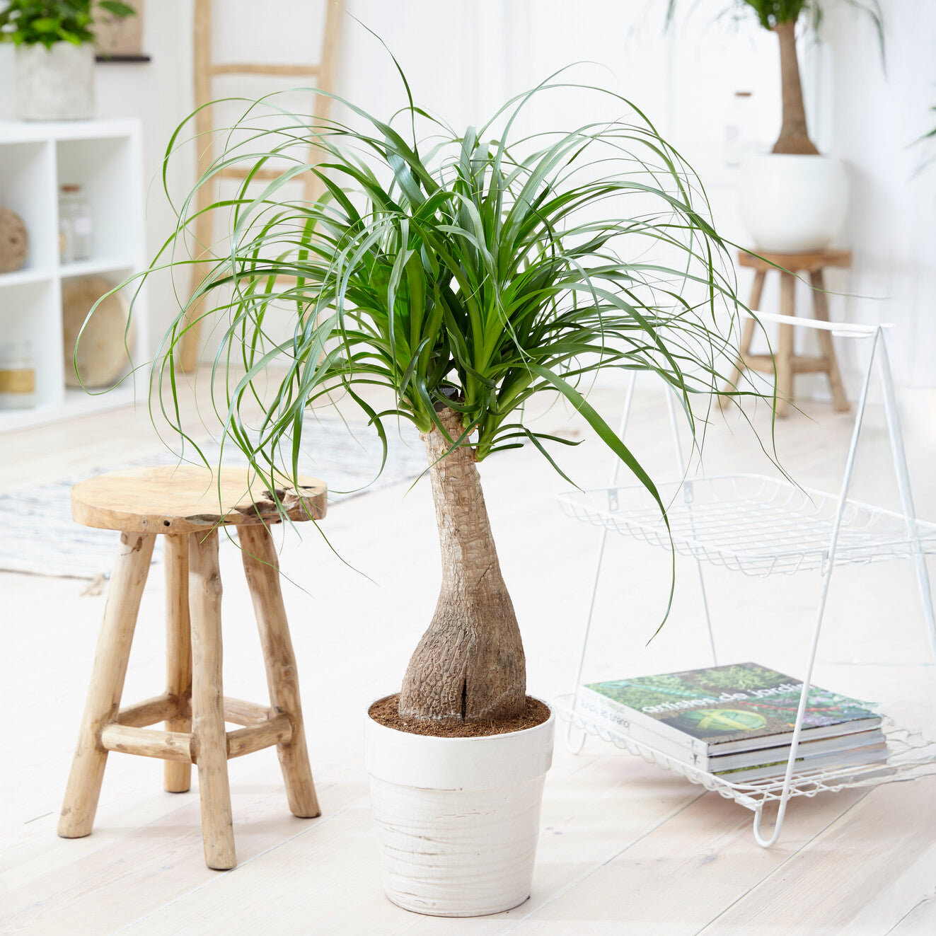 Bakker Beaucarnea recurvata pied d'éléphant plante pot 21cm
