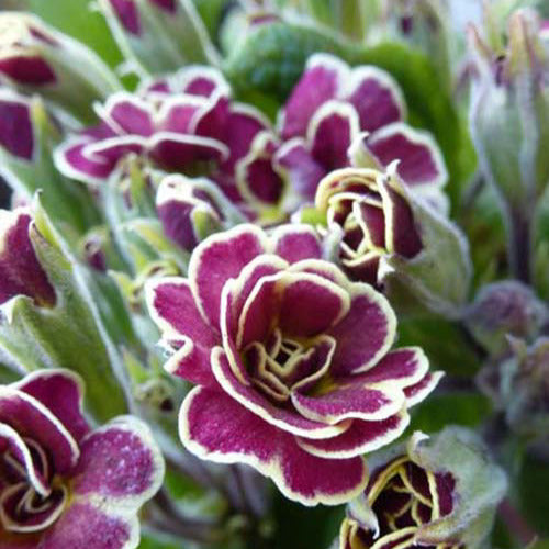 Bakker Plantes vivaces Elizabeth Killelay primevère pot 9cm