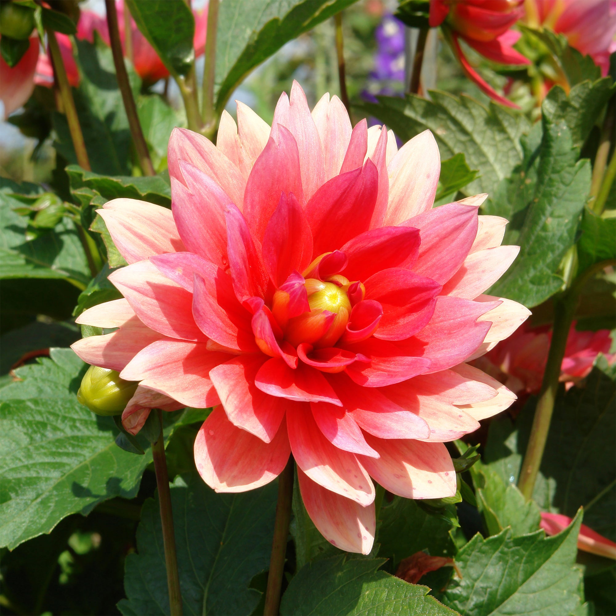 Bakker Berliner Kleene dahlia nain bulbe rose sachet 1