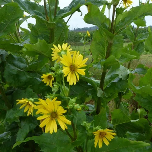 Bakker Silphe perfolié plante vivace pot 9cm fleurs jaunes
