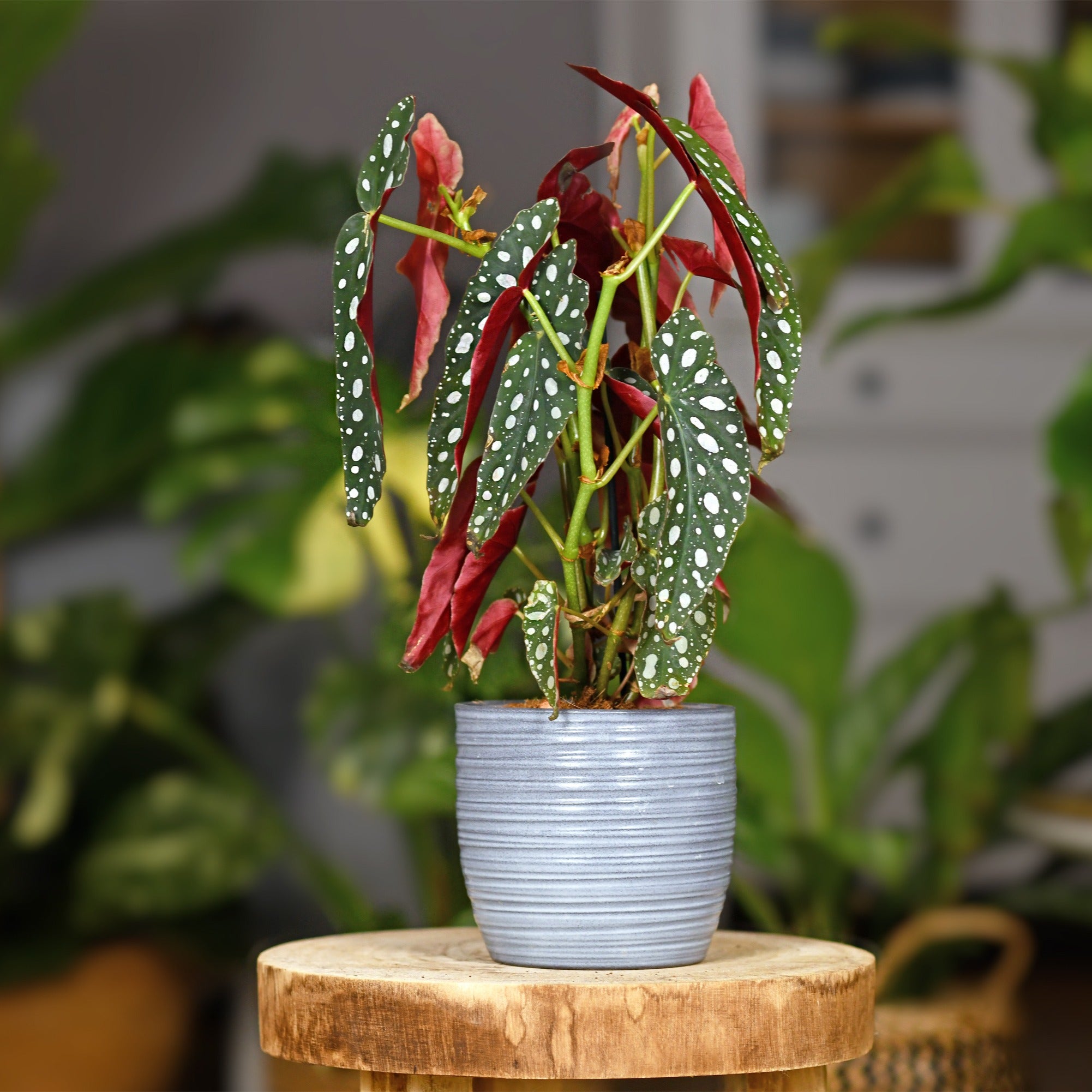 Bakker Maculata bégonia sur tige pot Ø14cm à pois