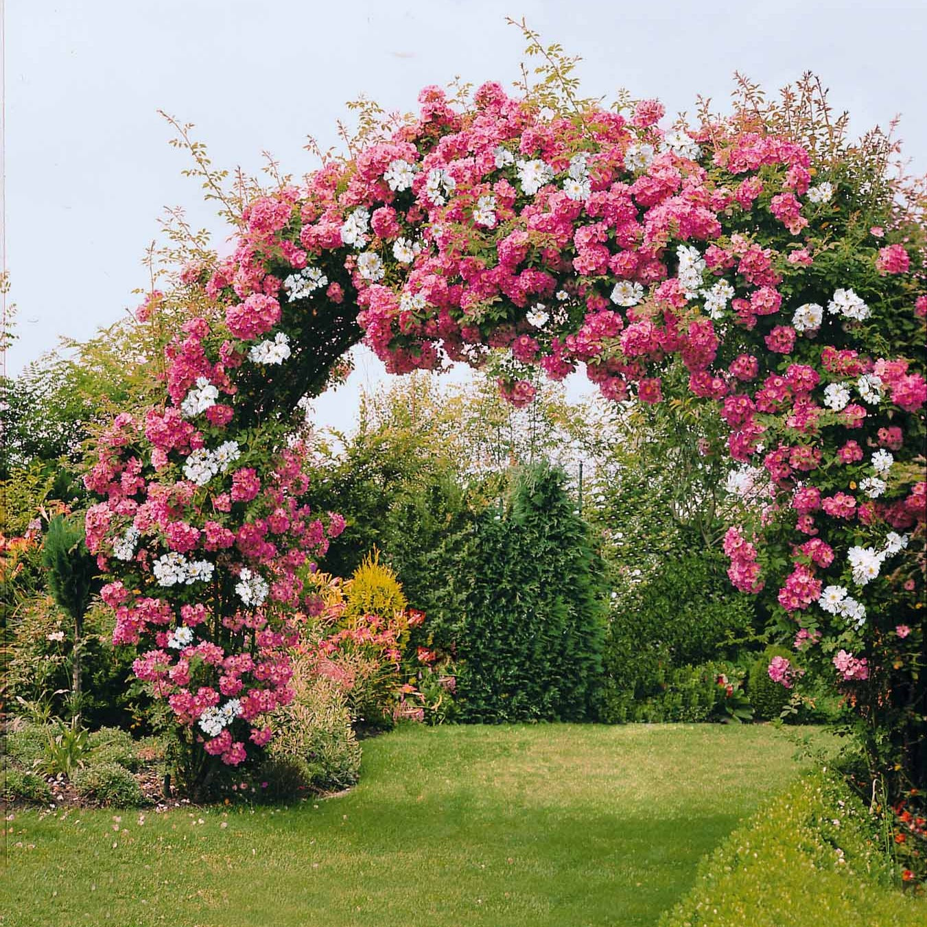 Bakker Rosiers lianes Immensee Petite duchesse racines nues x2