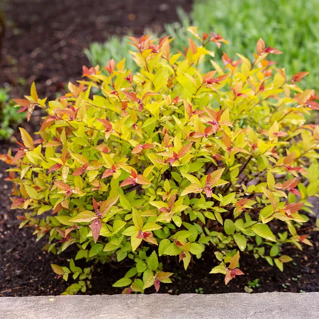 Bakker Goldflame spirée arbuste pot 1,5L doré 20-30cm