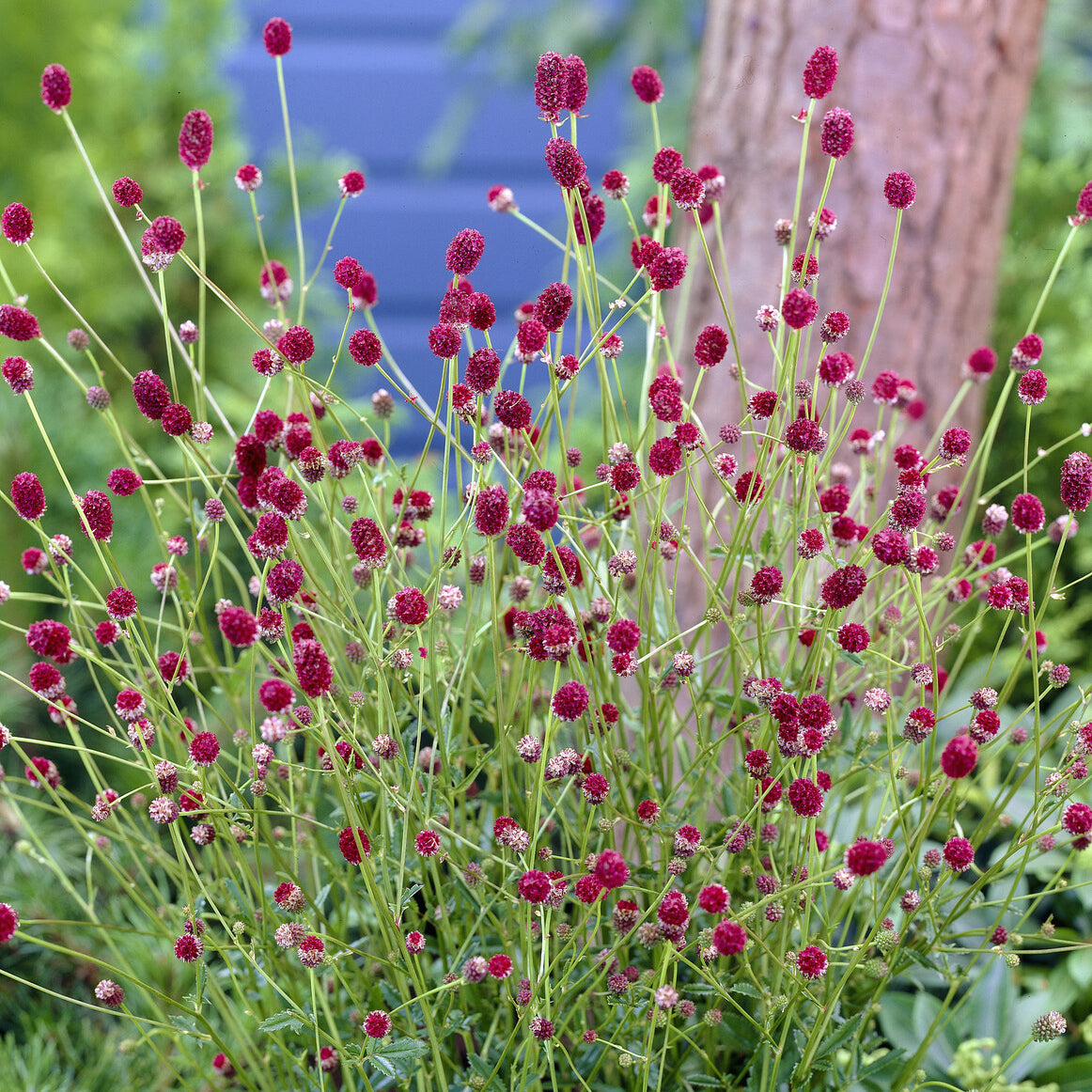 Bakker Tanna pimprenelle officinale vivace pot 9cm rouge