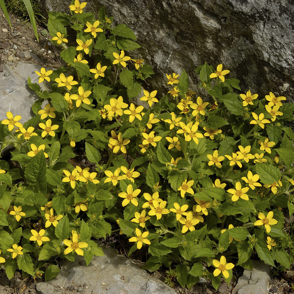 Bakker Genou Doré Plante Vivace Pot Ø 9cm Fleur Jaune