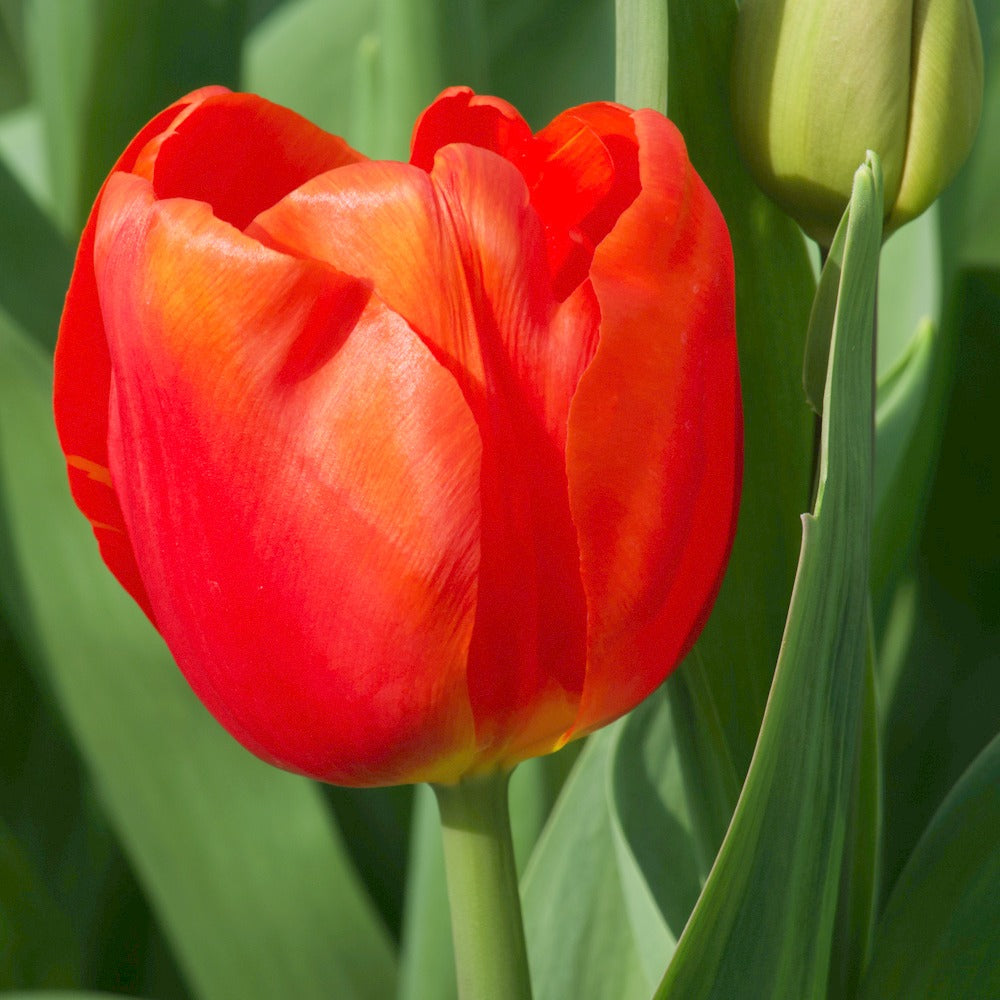 Bakker Bulbes Tulipes Triomphe Cadans 10 bulbes rouge