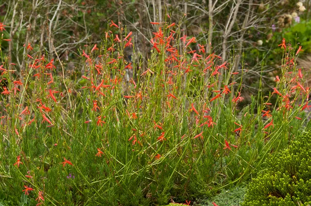Passion Vivaces Penstemon pinifolius vivace rouge orangé godet