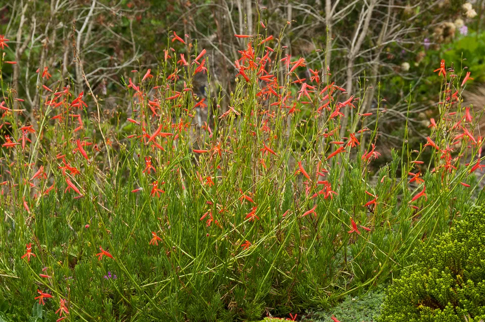 Passion Vivaces Penstemon pinifolius vivace rouge orangé godet