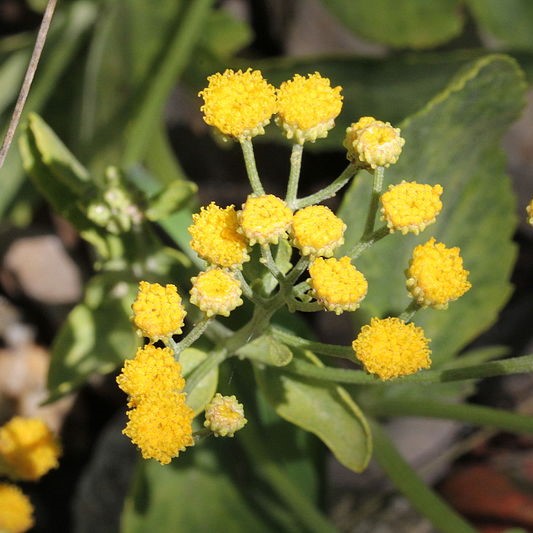 Passion Vivaces Tanacetum balsamita plante aromatique godet mentholée
