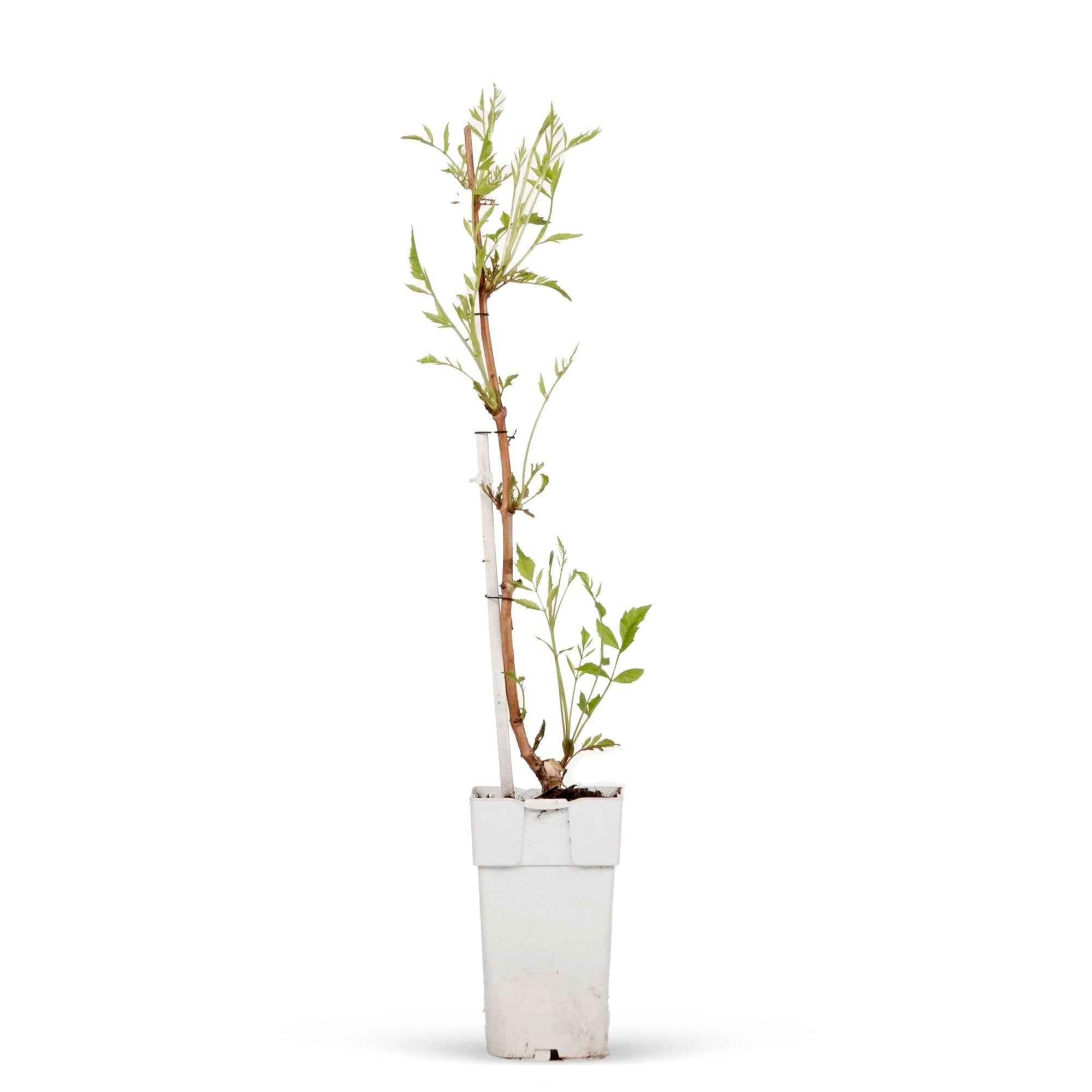Bakker Bignone Indian Summer plante grimpante pot 3L orange