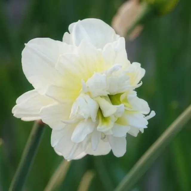 Bakker Obdam narcisse double 10 bulbes blanc parfumé