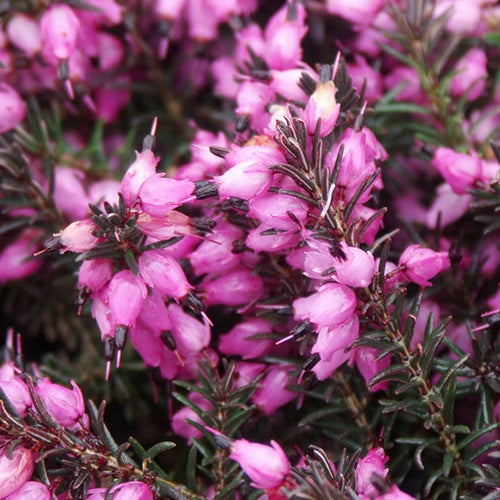 Bakker Bruyère Kramer's Rote pot 8cm rose magenta