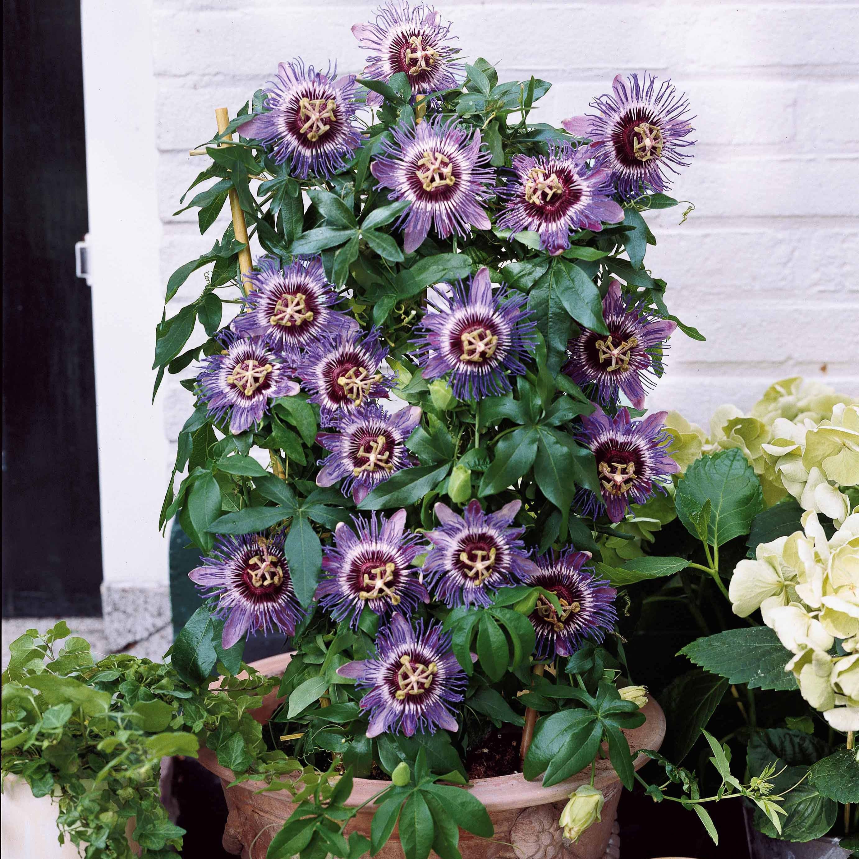Bakker Passiflore Purple rain grimpante pot 2L 40-50cm