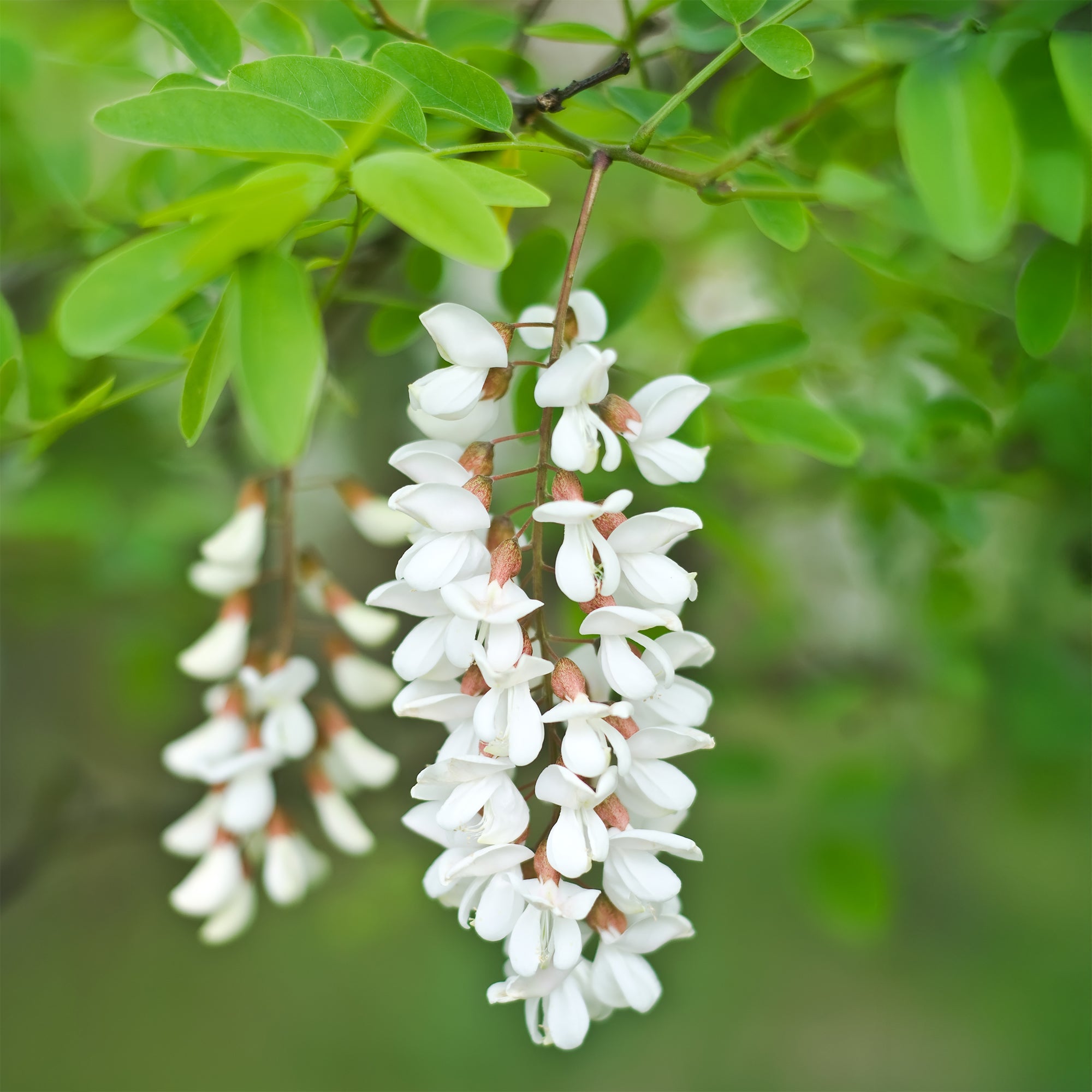 Bakker Robinier faux-acacia arbre pot 2L 60-80cm blanc