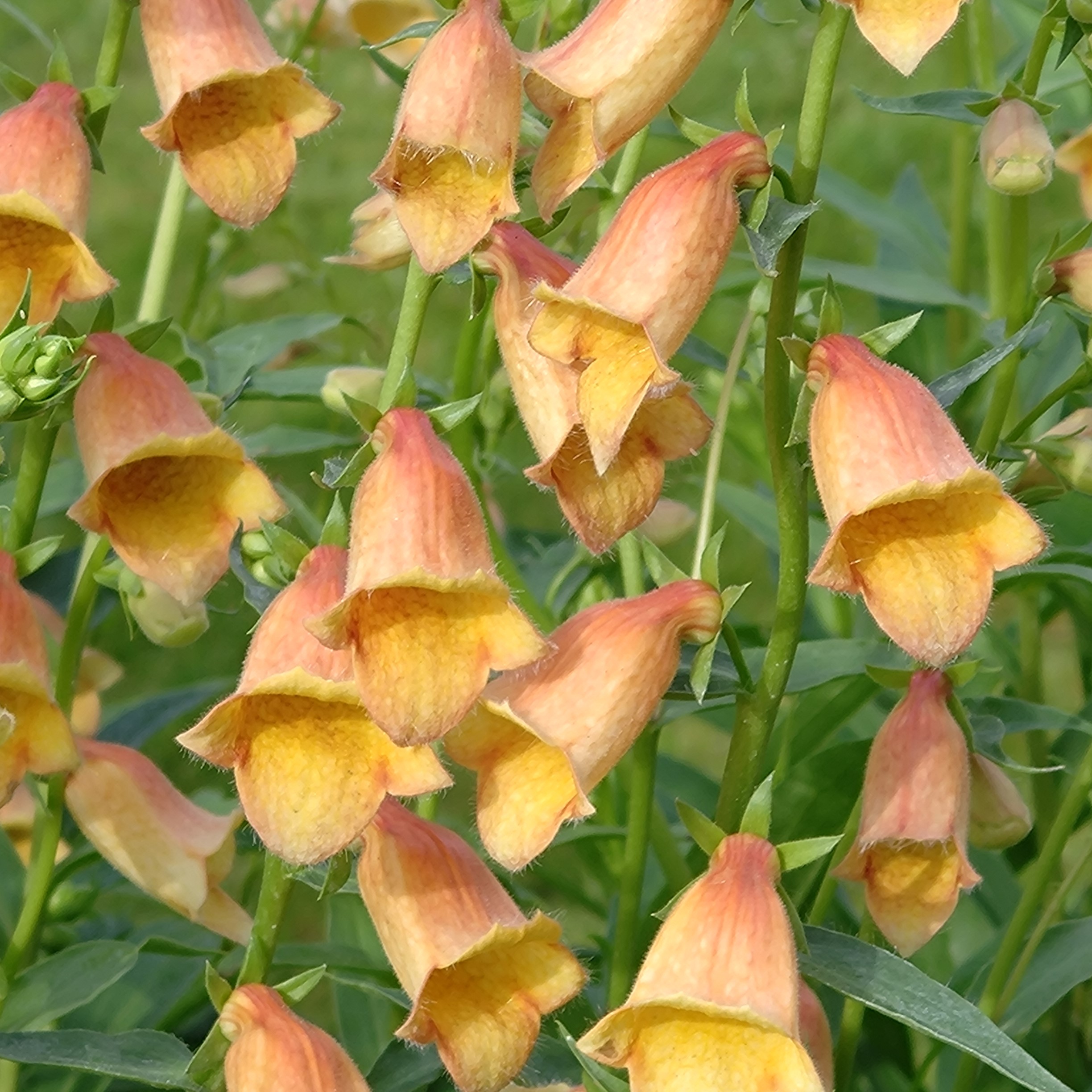 Passion Vivaces DIGITALIS X Goldcrest digitale jaune abricot pot 1 litre
