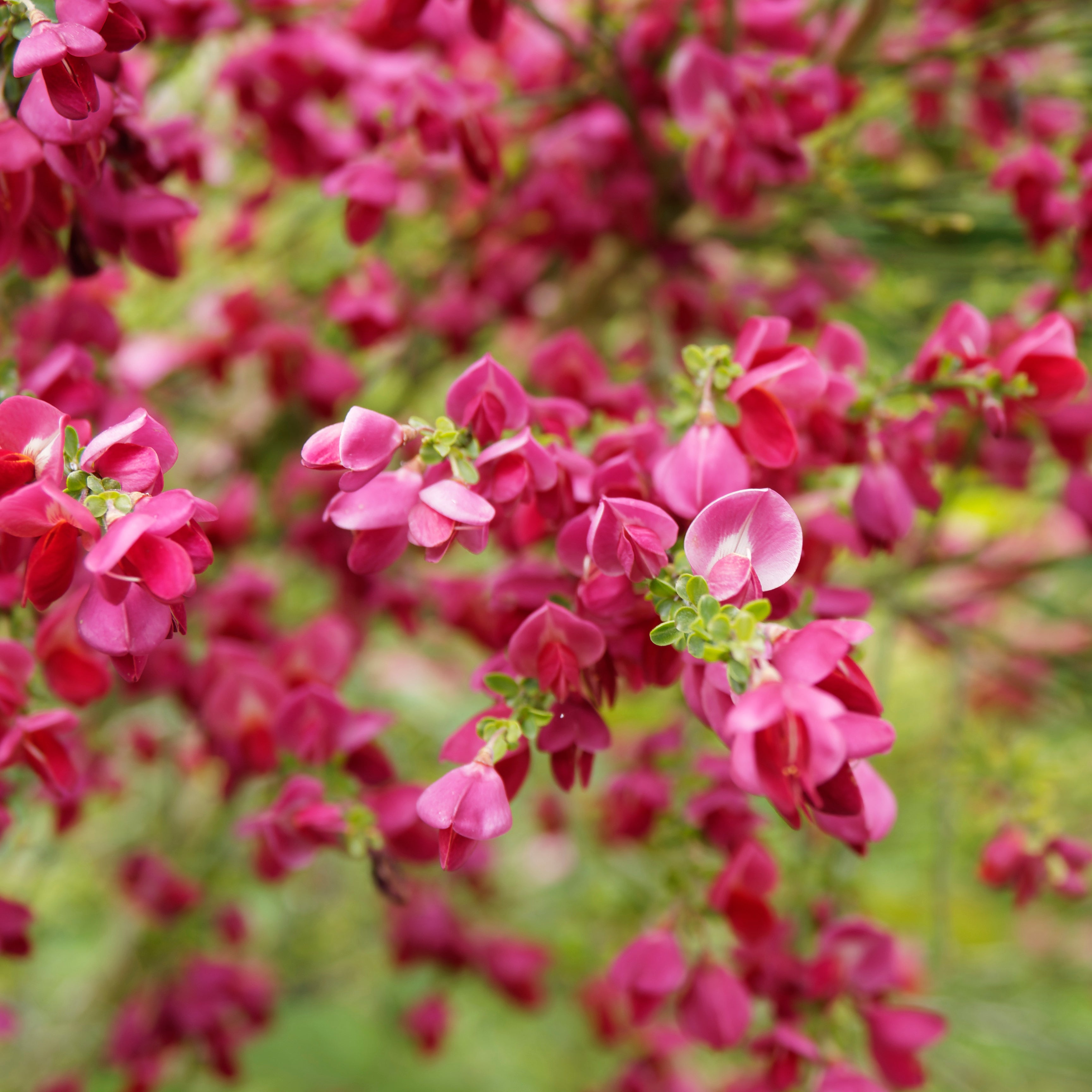 Bakker Genêt Boskoop Ruby arbuste pot Ø 9cm fuchsia