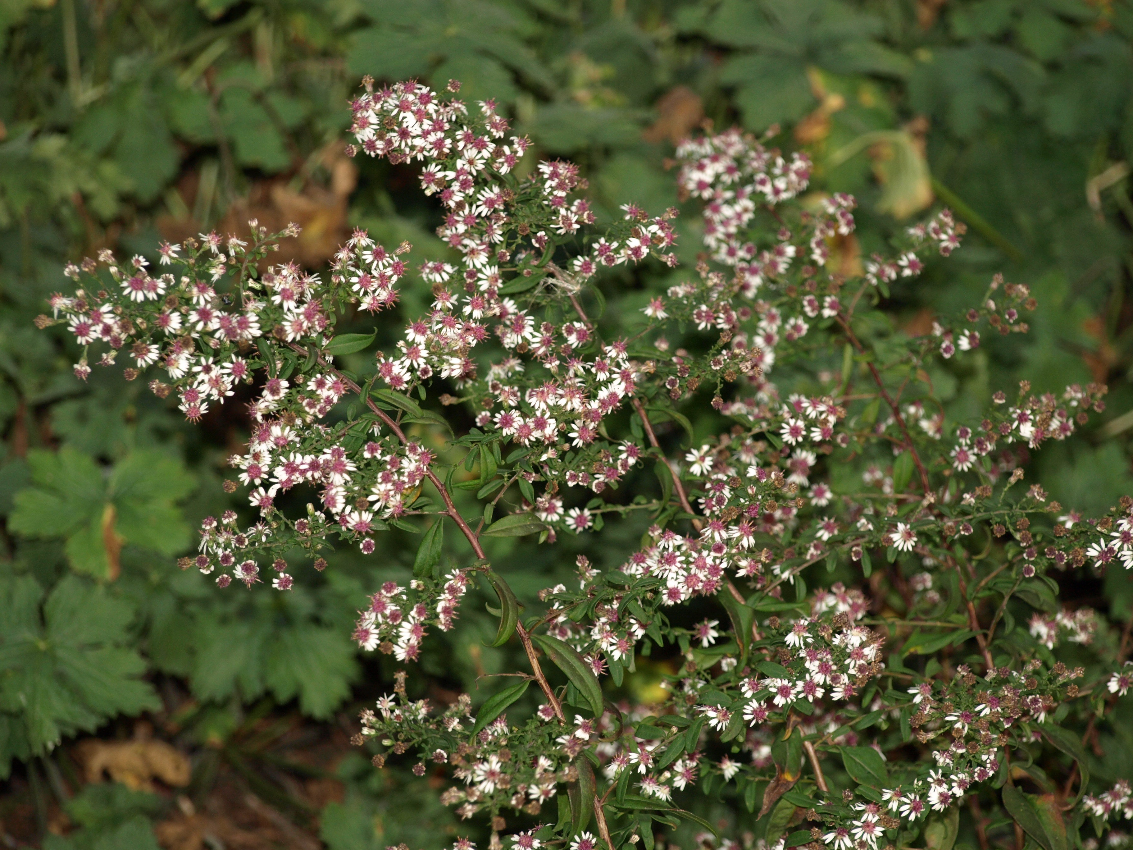 Passion Vivaces Aster lateriflorus Prince aster godet fleur blanche