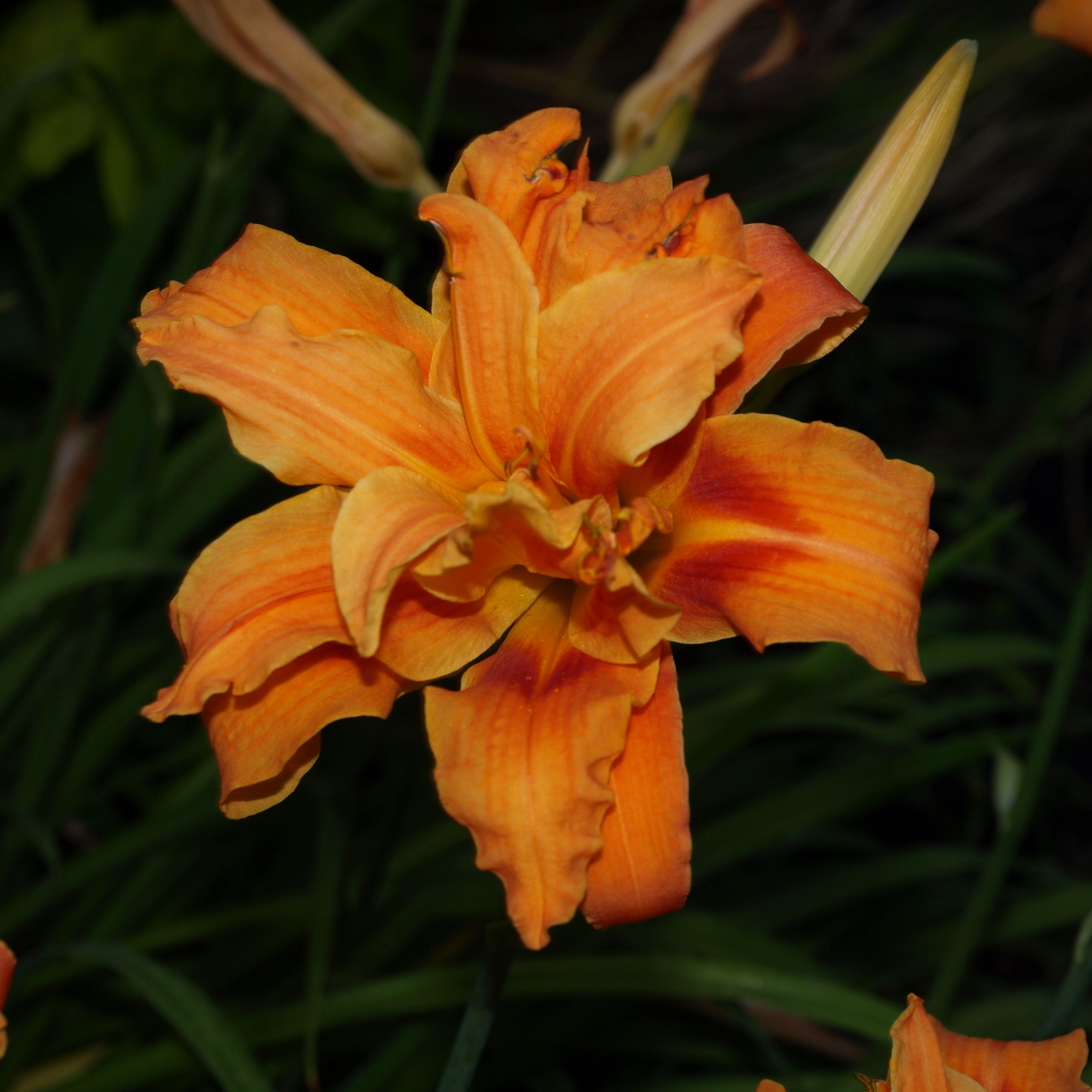 Passion Vivaces Hemerocallis fulva Florepleno Kwenzo plante vivace
