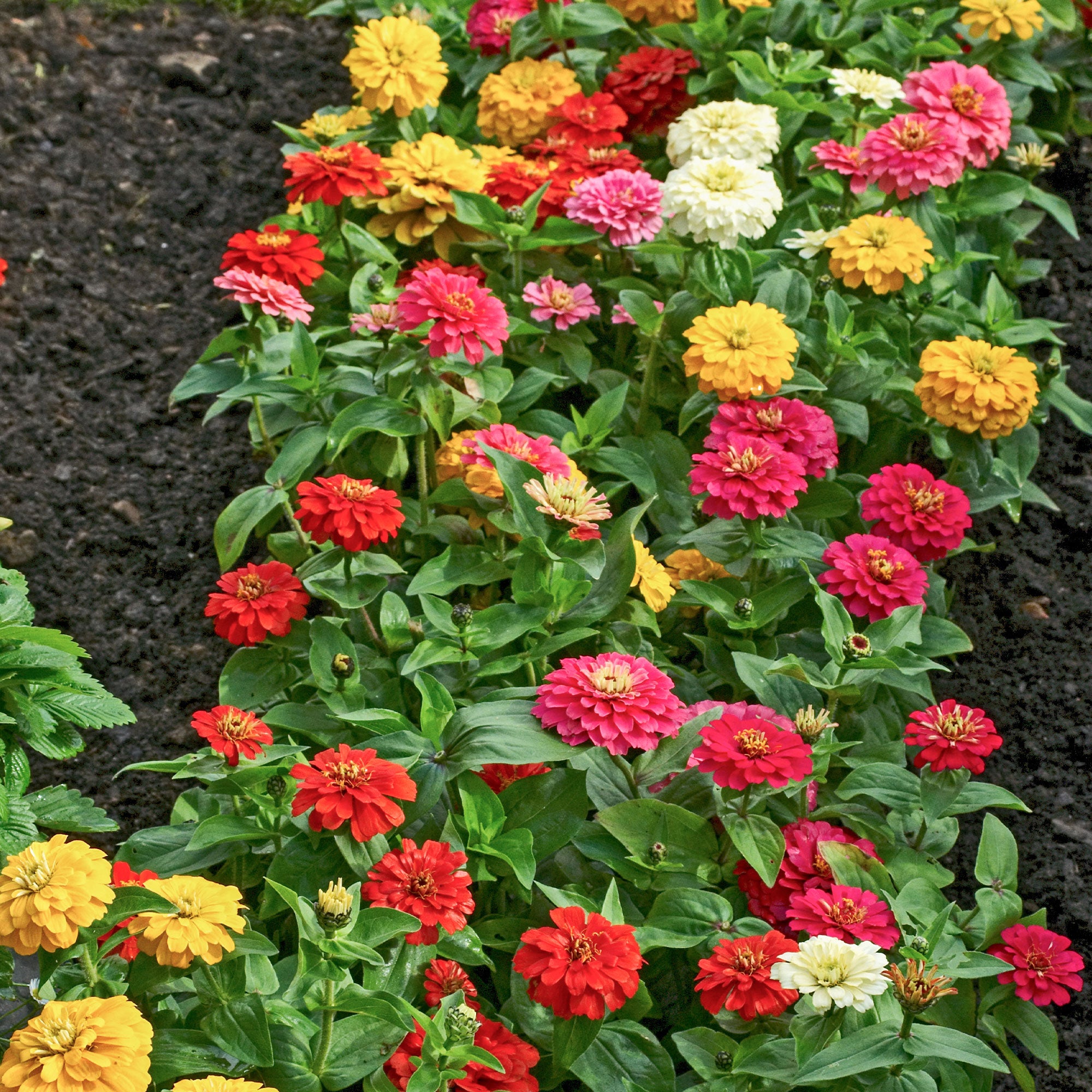 Bakker Zinnia dahlia mélange graines 1,5g fleurs
