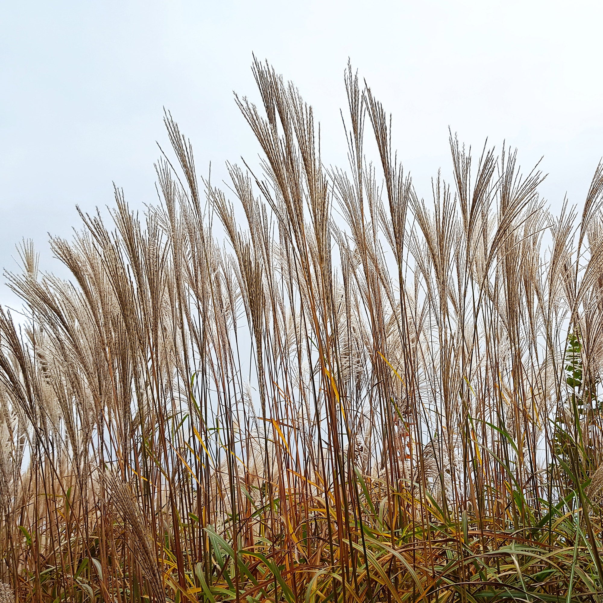 Bakker Eulalie China Miscanthus graminée pot 9cm rouge
