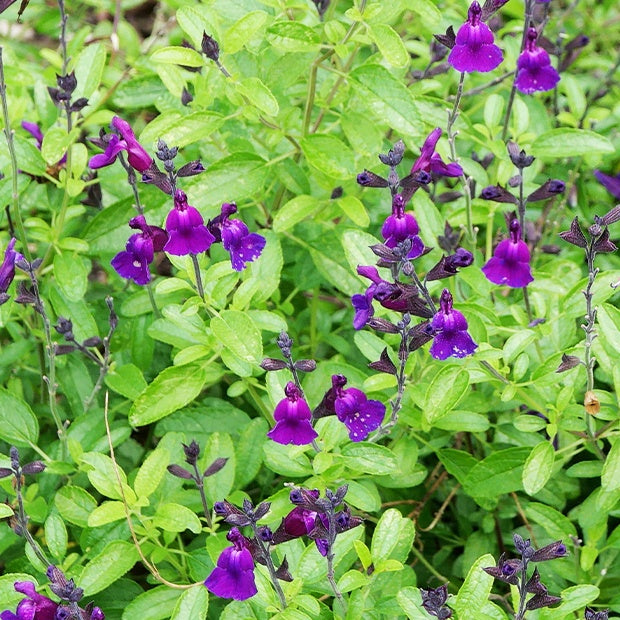 Bakker Sauge Violette de Loire pot 8cm violet