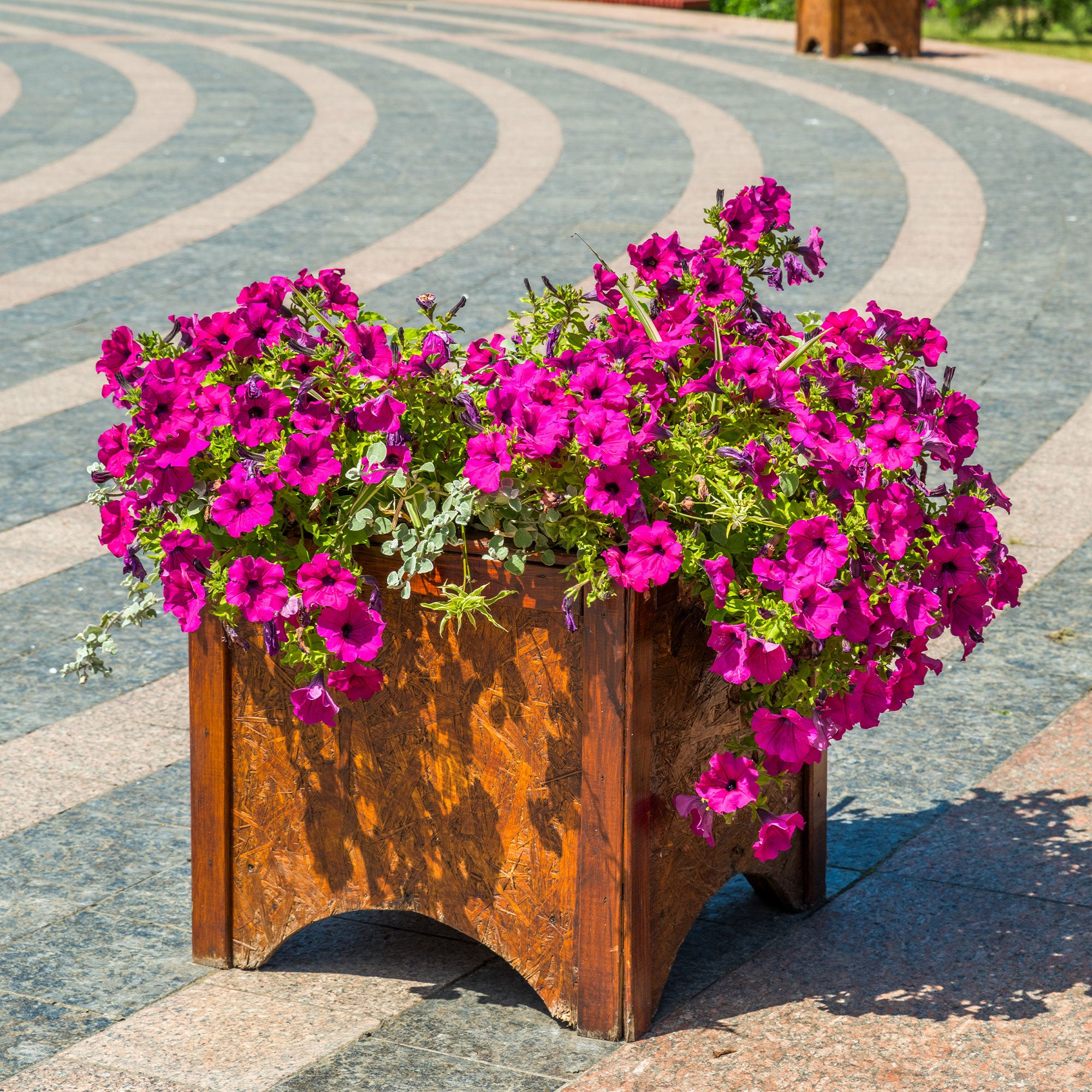 Bakker Surfinia rose plante balcon pot 10,5cm retombant