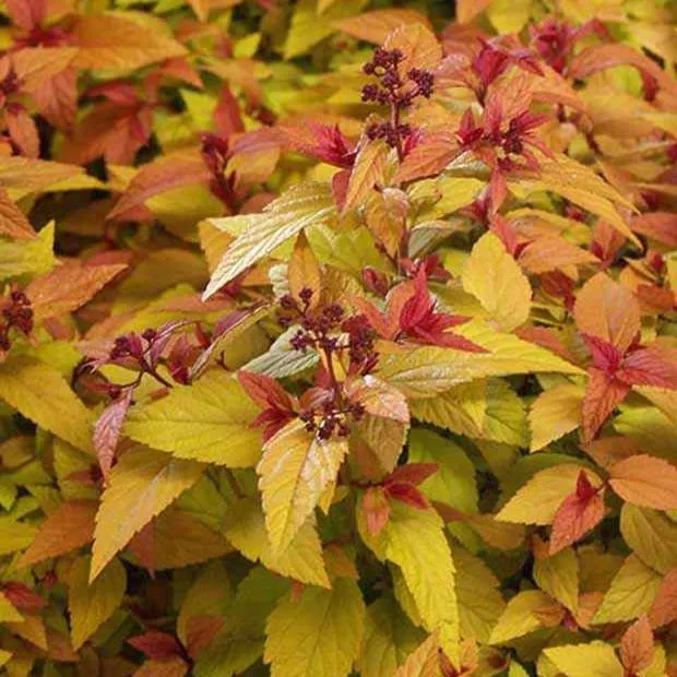 Bakker Hubert Gold spirée du Japon pot 8cm feuillage doré