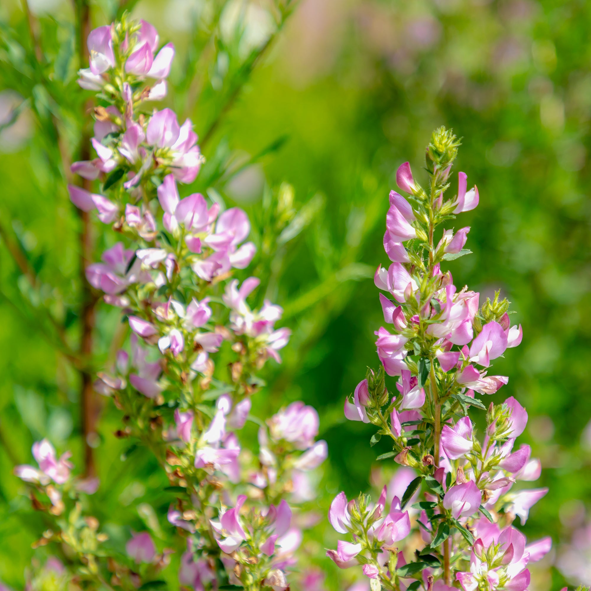 Bakker Bugrane épineuse vivace pot Ø 9cm fleurs roses