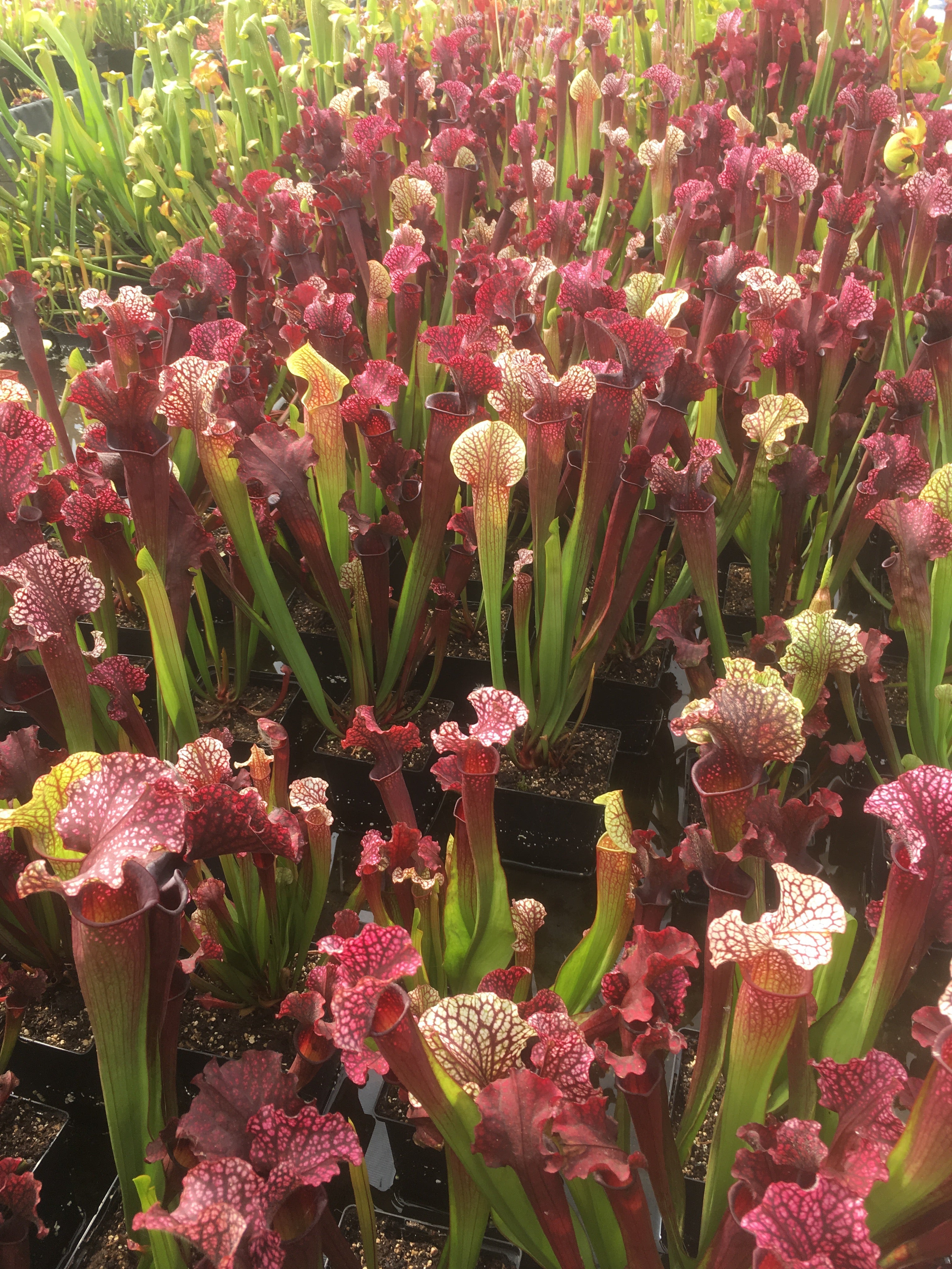 Carniflore Sarracenia Judith Hindle plante carnivore pot 11cm