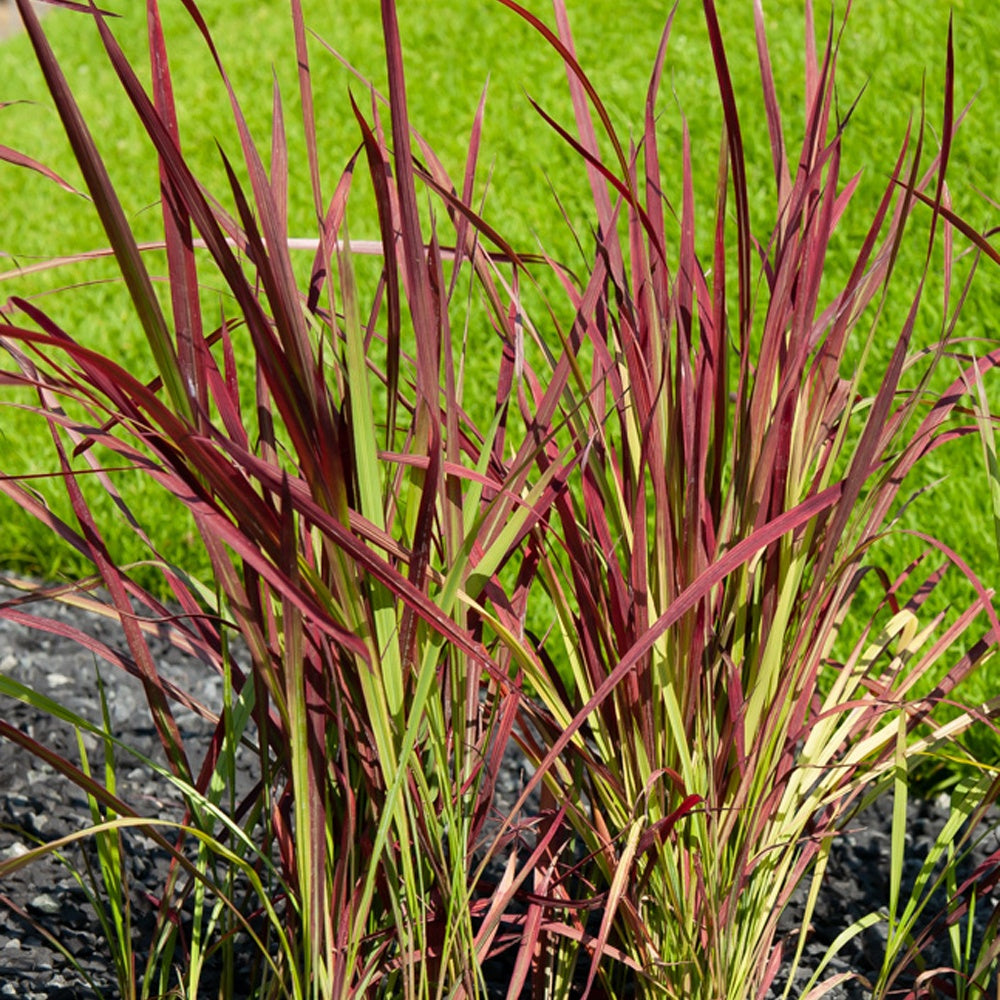 Bakker Imperata Red Baron graminée 2 pots 9cm feuillage rouge