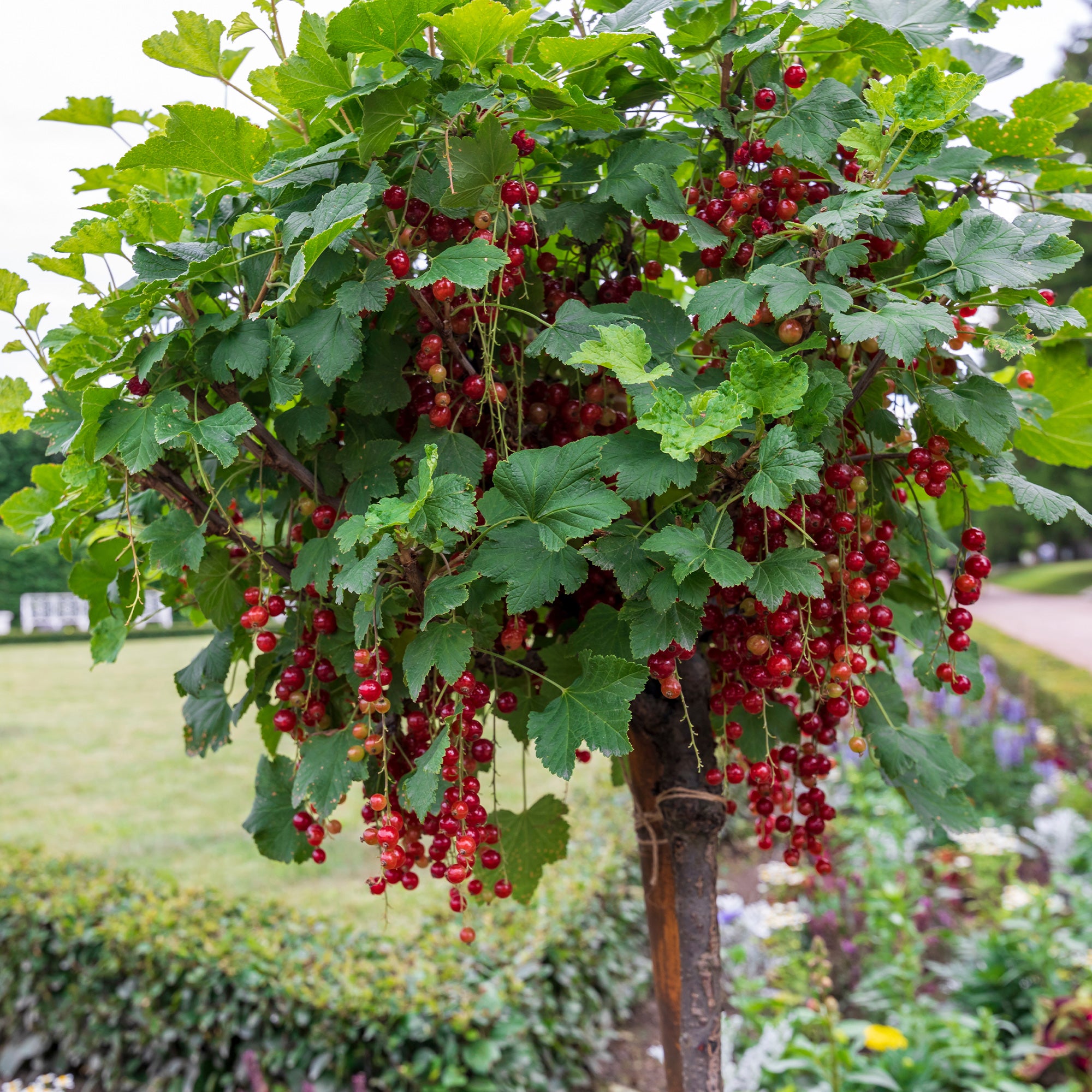 Bakker Fruitiers Groseillier Cassis tige 100cm 2 pots 2L