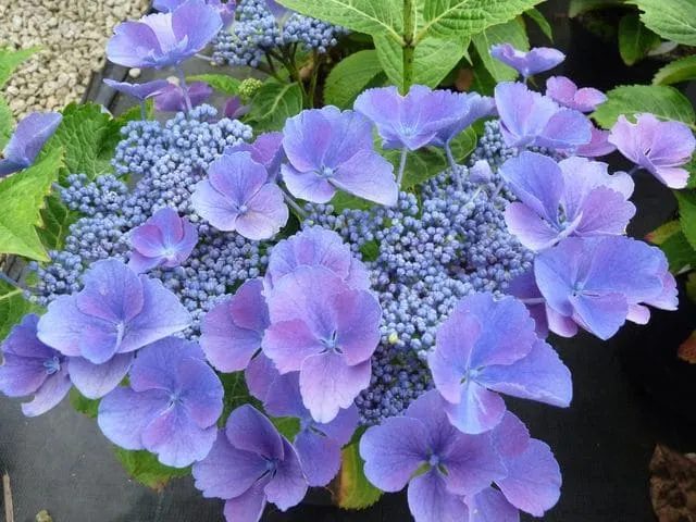 Les Hortensias du Haut Bois Gimpel hortensia macrophylla plates