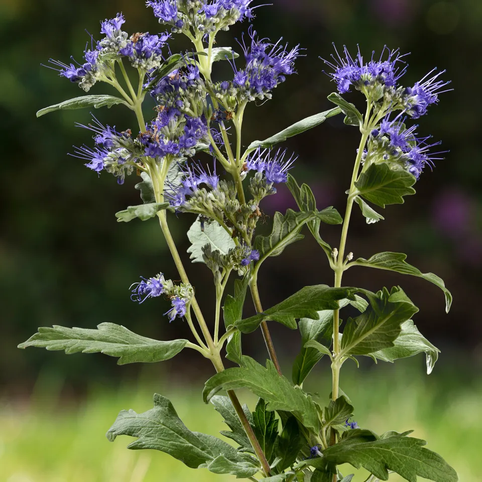 Bakker Good as Gold caryopteris arbuste pot 1.3L feuillage jaune