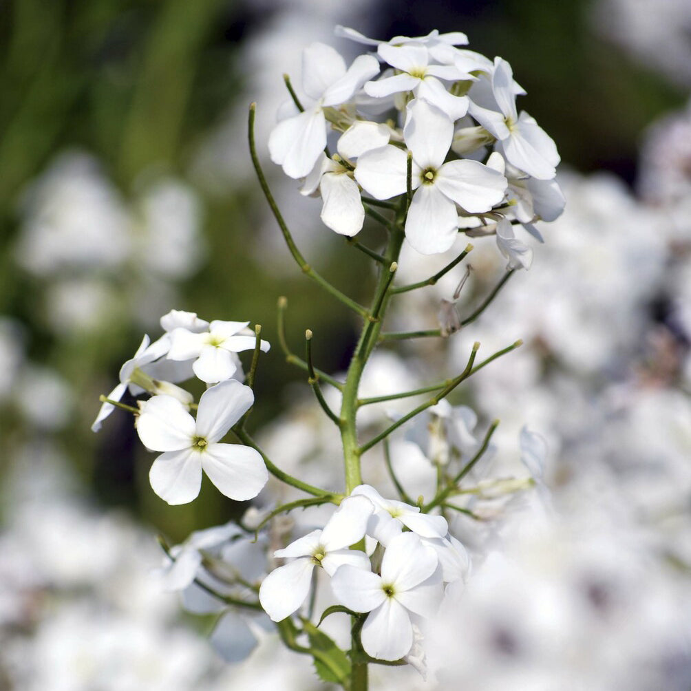 Bakker Julienne des Dames blanche vivace pot Ø9cm parfumée