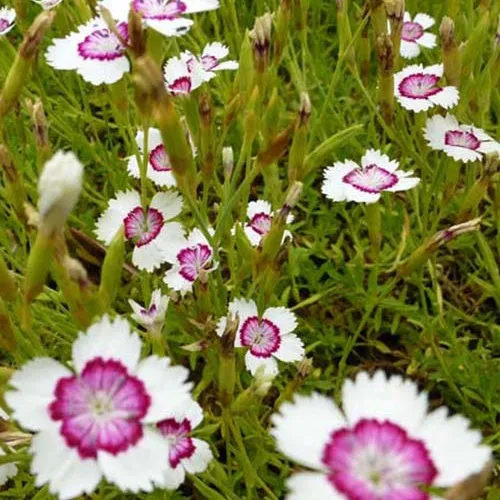 Bakker Œillet delta Arctic Fire plante 3 pots Ø 9cm rouge
