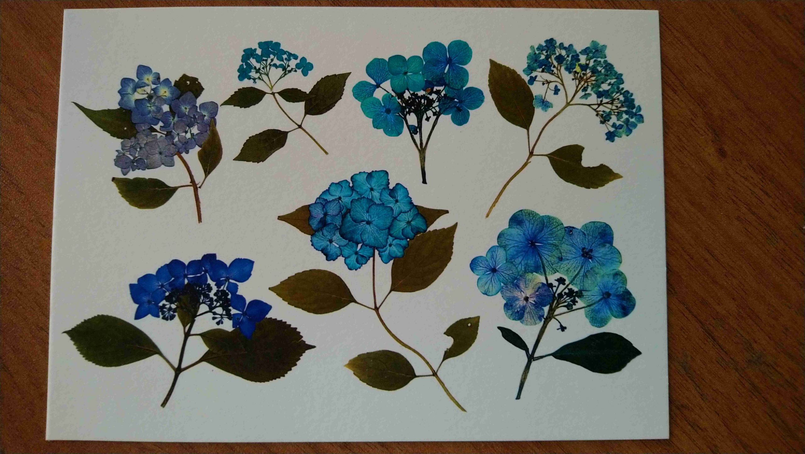 Les Hortensias du Haut Bois Planche d'hortensias carte postale A6
