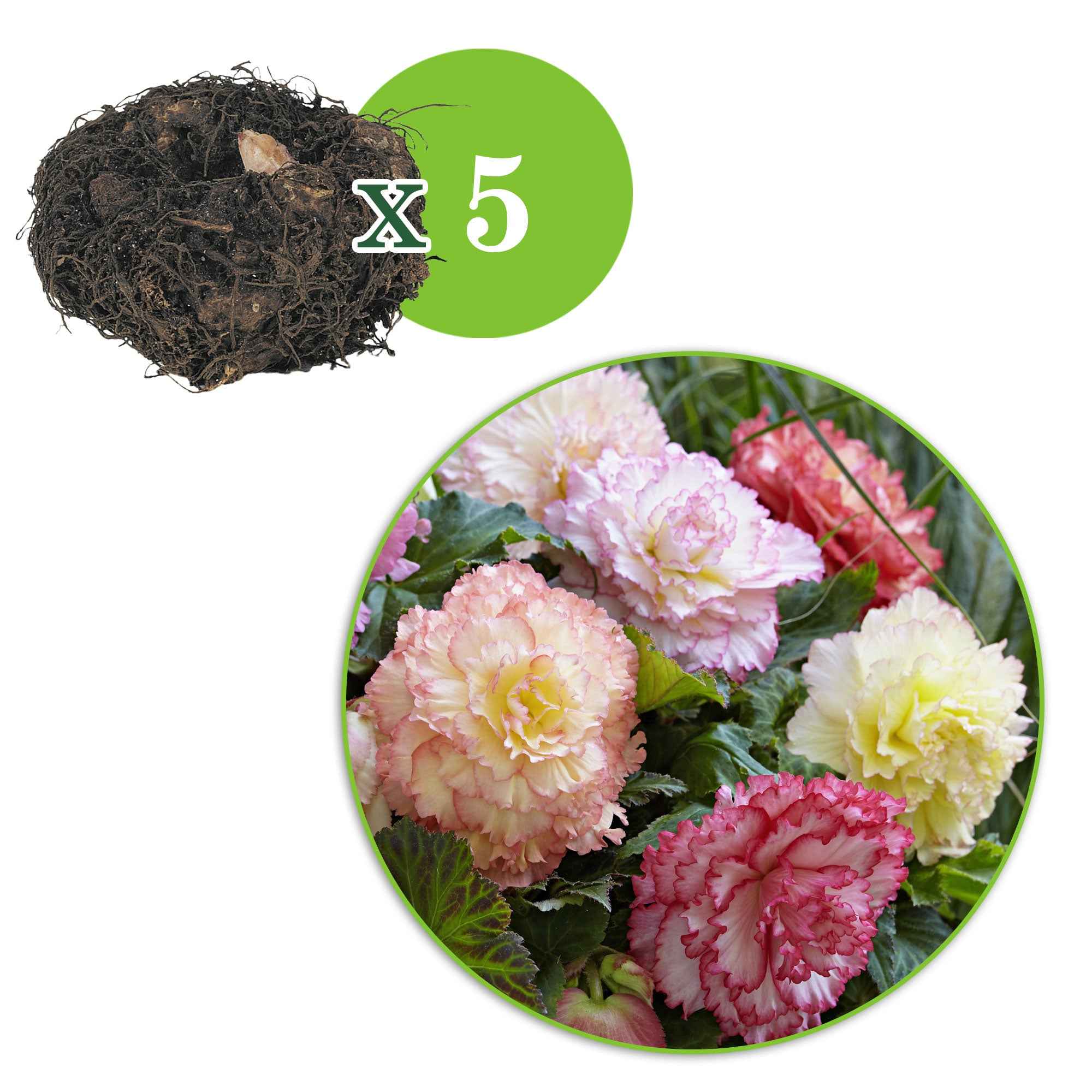 Bakker Bégonia Samba bulbe fleur double 5 bulbes mélange