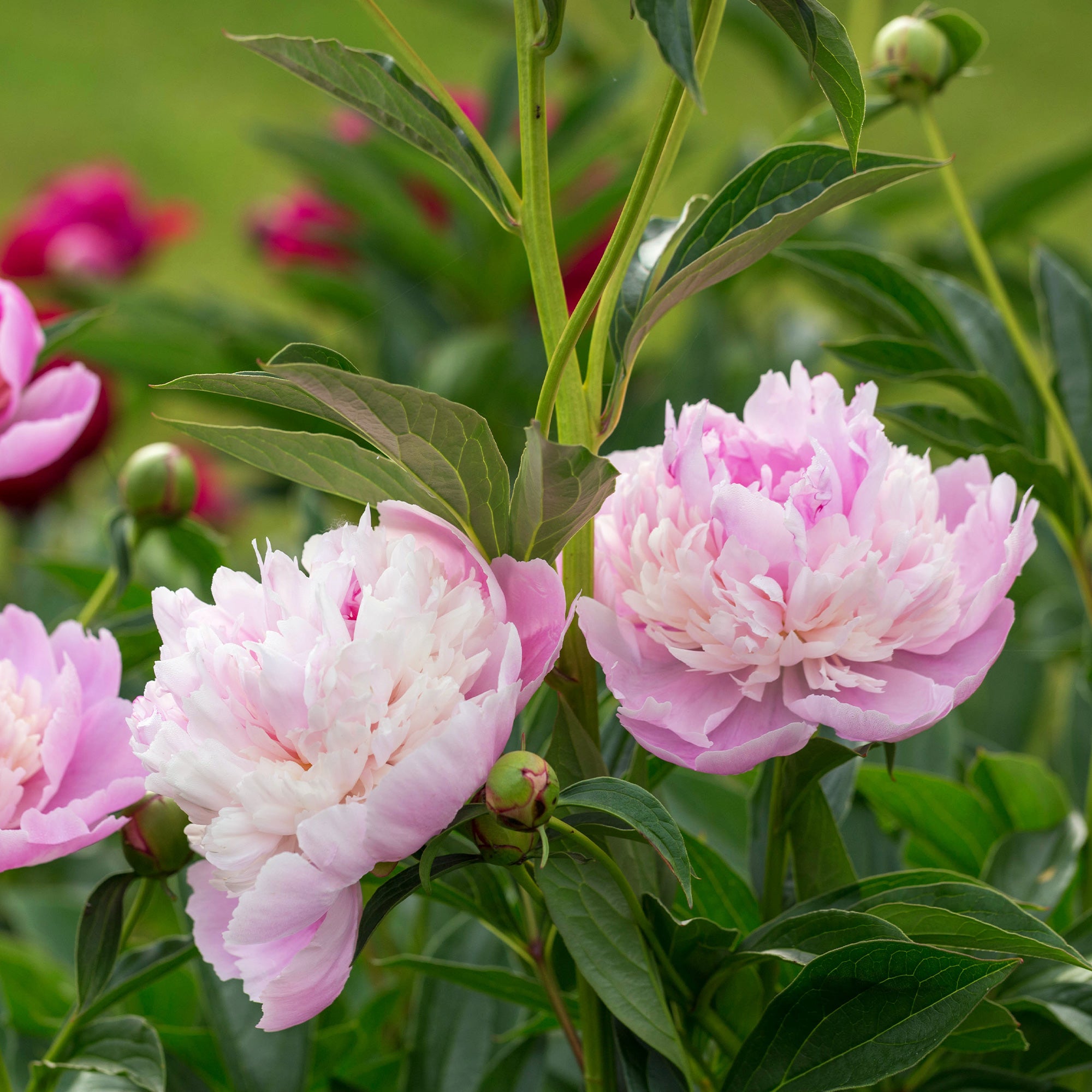 Bakker Plantes vivaces Pivoine Sorbet racine nue 2-3 yeux