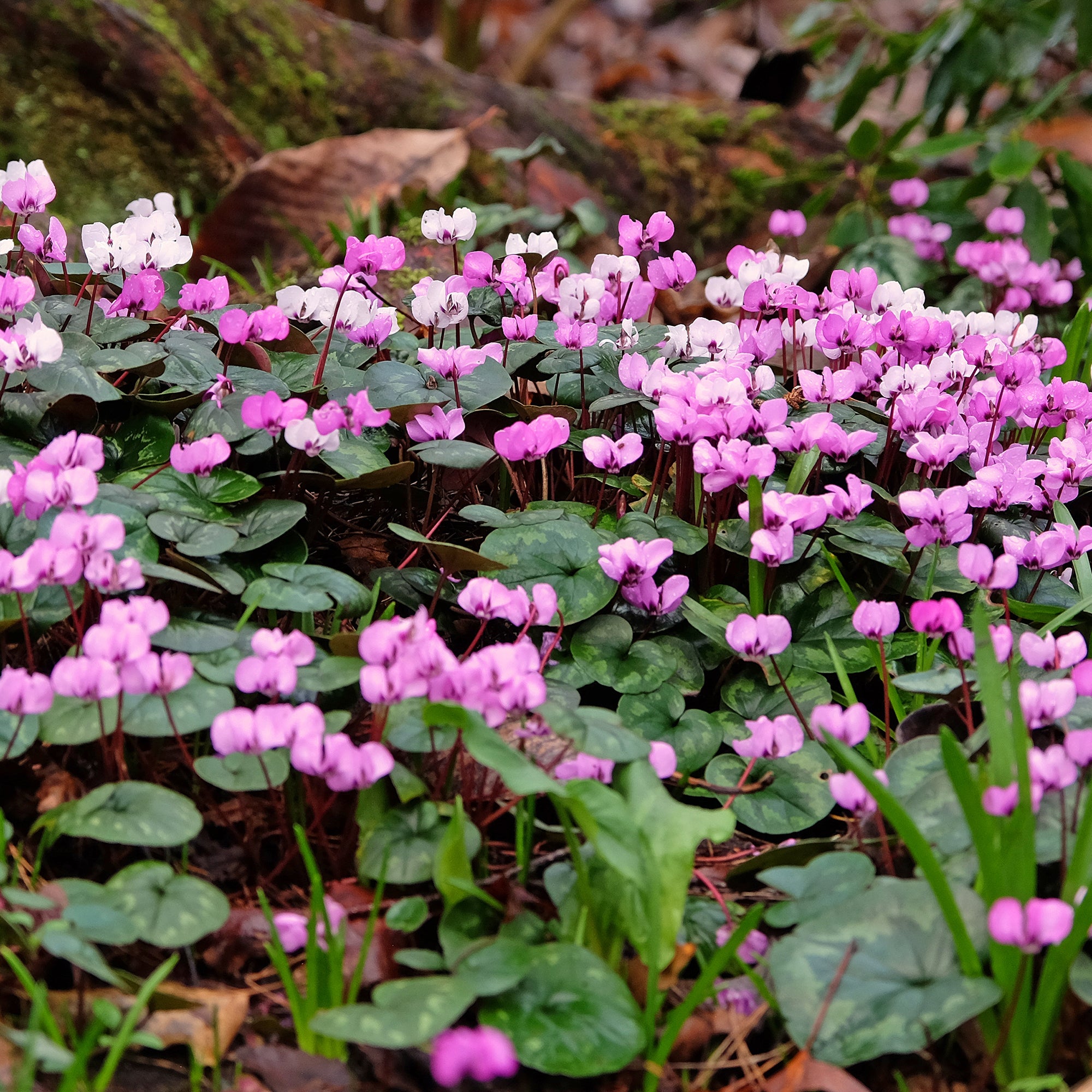 Bakker Bulbes Cyclamen île de Cos roses sachet 3 bulbes 10-12 cm