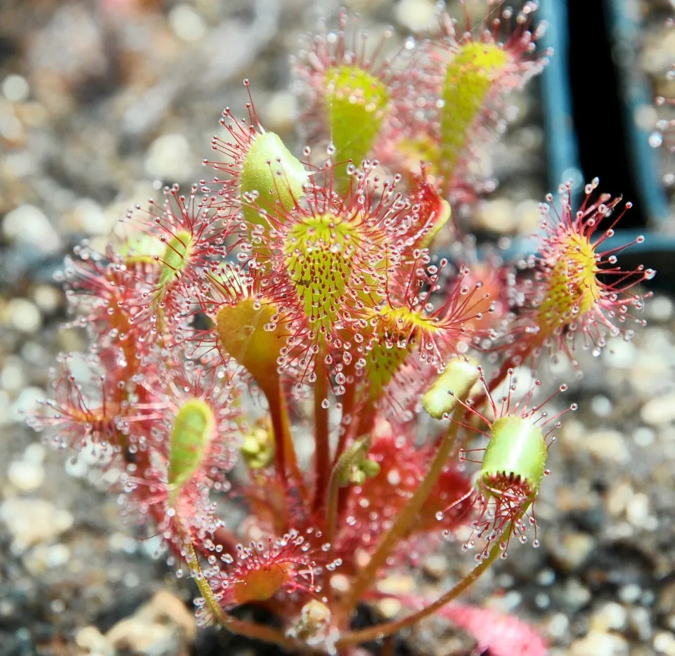 Carniflore Drosera x obovata plante carnivore pot 9cm fleur blanche