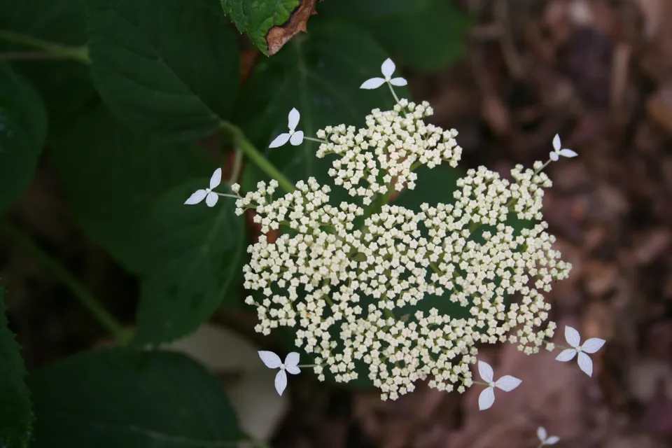 Les Hortensias du Haut Bois Discolor hortensia arborescent boule