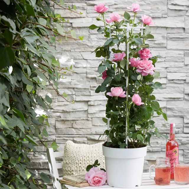 Bakker Rosier Crazy in Love rosier grimpant rose pot 15 cm