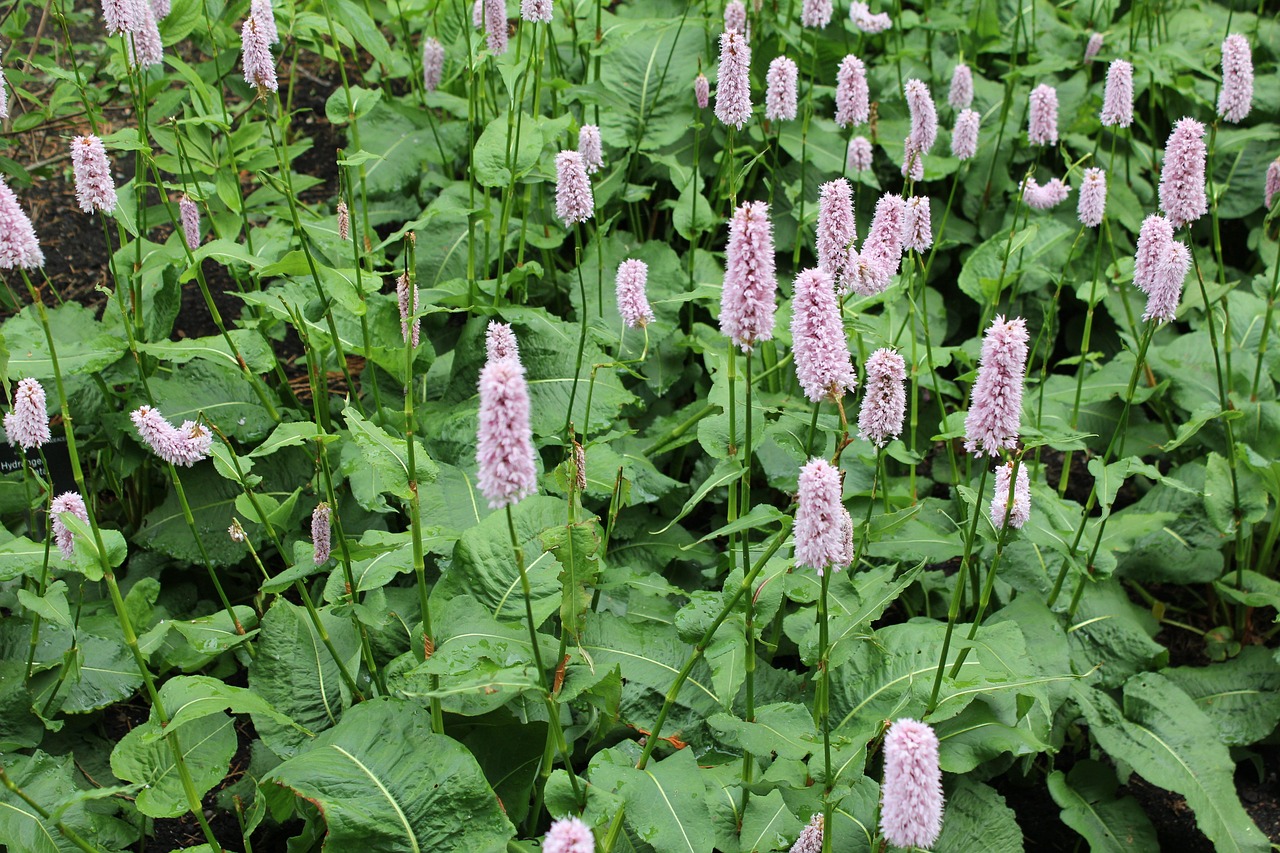 Passion Vivaces Persicaria bistorta Superba plante vivace rose sol frais